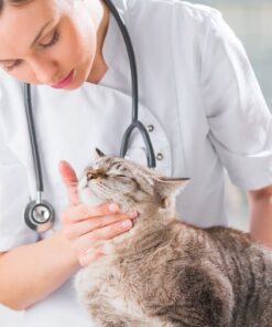 Veterinary Instruments