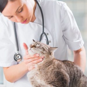 Veterinary Instruments